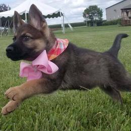 German Shepherd Puppies from My Bodyguard German Shepherd Dogs