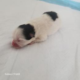 Black Tri-Parti 3,500 dollars - Black and tan parti female Pomeranian puppy in Amelia, Ohio from Boujee Puff Poms