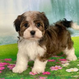 BLAZE - Red brindle male Havanese puppy in Summerfield, Florida from Honor Havanese