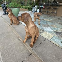 Boy 2 - Rd whtn blk nose Rhodesian Ridgeback puppy in Chino, California from Desert Star African Lionhounds