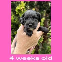 Rachel - pink collar - Black female Labradoodle puppy in Beavercreek, Oregon from Auburn Sky Labradoodles