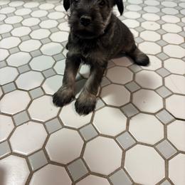 Girl 2 - Salt and pepper female Miniature Schnauzer puppy in Alabama from Little River Miniature Schnauzers