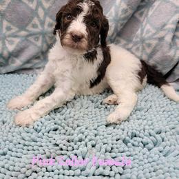 Poodle Puppies from Heather Niemotka