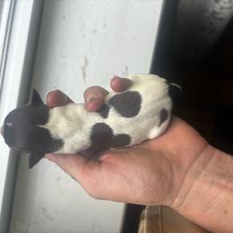 Girl 5 - Parti female Miniature Schnauzer puppy in Dunlap, Tennessee from Beards of Glory