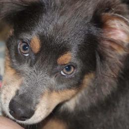 Cuddles - Black tri female Miniature Australian Shepherd puppy in Patterson, North Carolina from DreamLine Aussies