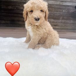 Bernedoodle Puppies from Pippi's Puppies