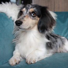 Padme - Dachshund