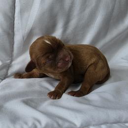 Cavalier King Charles Spaniel puppies from Heirloom Cavaliers