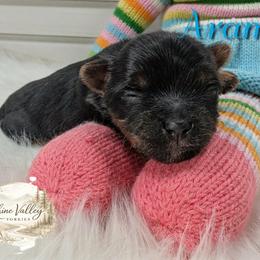 Boy 3 - male Yorkshire Terrier puppy in Austin, Texas from Rhine Valley Yorkies
