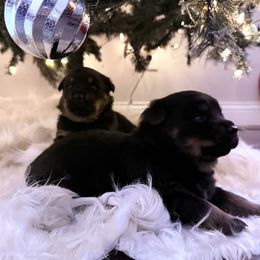 Booone - Black and mahogany male Rottweiler puppy in Brazil, In, Indiana from Lazy A Ranch & Kennels