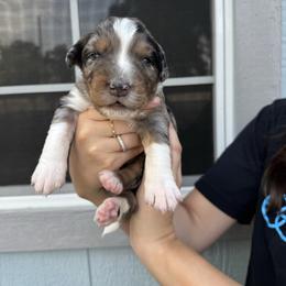 Louie - Blue merle male Australian Shepherd puppy in San Tan Valley, Arizona from SJR AUSSIES