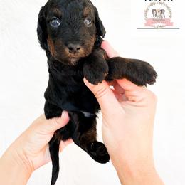 Aussiedoodle and Australian Mountain Doodle Puppies from Ridgeline Doodles