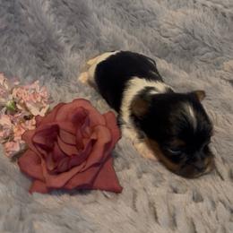 Boy pups - Black tan and white male Biewer Terrier puppy in Rocklin, California from Precious Jewels Biewer Terriers