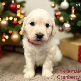 Cranberry - pink collar - Light golden female Golden Retriever puppy in Salt Lake City, Utah from Soaring golden retrievers