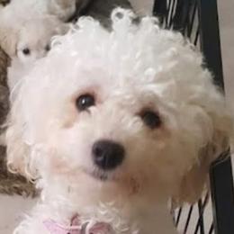 Zadie - Maltipoo
