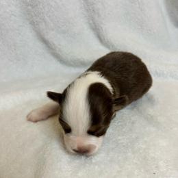 Reba - Red tri-color female Australian Shepherd puppy in Beach City, Texas from Salt N Sass Aussies