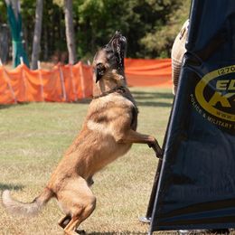 Baako - Belgian Malinois