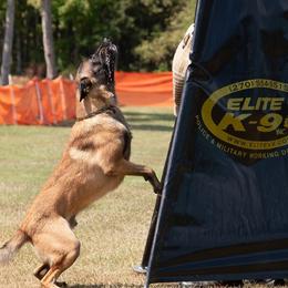 Baako - Belgian Malinois
