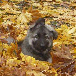 Shiloh Shepherd Puppies from Solace Shilohs