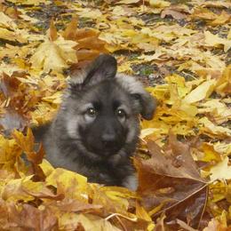 Shiloh Shepherd Puppies from Solace Shilohs