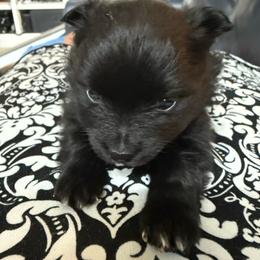 Blue - Black female Pomeranian puppy in Apollo Beach, Florida from Sherlock’s Poms