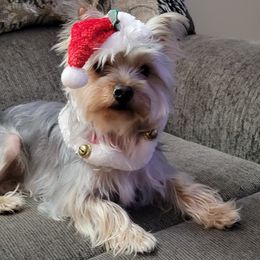 Shih Tzus from Baby Girl’s Yorkies, Shih-Tzu, Shorkies