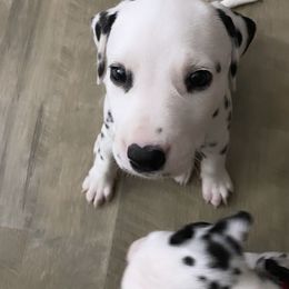Dalmatian Puppies from Whispered Spots Dalmatians