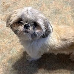Molly - Shih Tzu