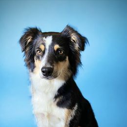 Miniature Australian Shepherds from Mountain Top Mini Aussies