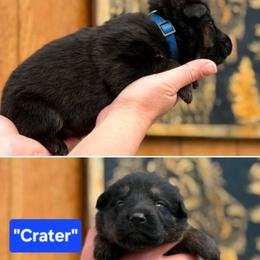 Boy 6 - Black and red male German Shepherd puppy in Farmington, Maine from Pine State Shepherds