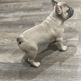 Boy 1 - French Bulldog puppy in Phelan, California from High Desert King Bullies