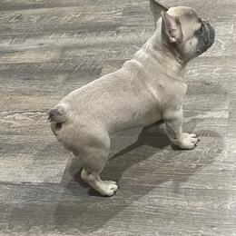 Boy 1 - French Bulldog puppy in Phelan, California from High Desert King Bullies