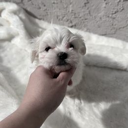 Maltese Puppies from AKC Maltese California