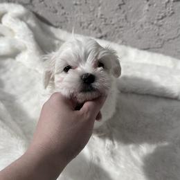Maltese Puppies from AKC Maltese California