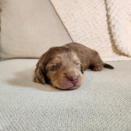 Penne - Dapple male Dachshund puppy in Dighton, Massachusetts from Powerdox Dachshunds