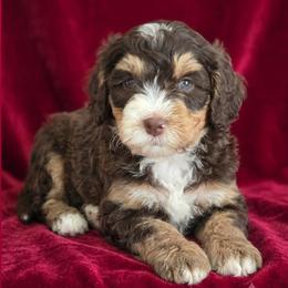 Ducky - Tri-color female Bernedoodle puppy in Milton, Florida from Sutton Place Doodles