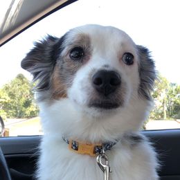 Cali - Miniature Australian Shepherd
