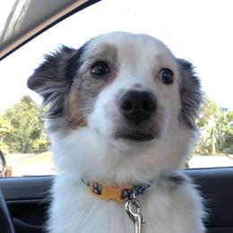 Cali - Miniature Australian Shepherd