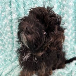 Clarence (Beseme's It's A Wonderful Life) - Red brindle Havanese puppy in Salt Lake City, Utah from Beseme Havanese