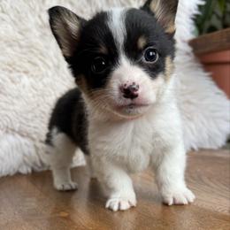 Truly - Black and tan male Pembroke Welsh Corgi puppy in Lake City, Minnesota from Lake Pepin Corgi's