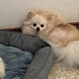 Molly - Pomeranian