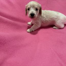 Molly - Cream female Dachshund puppy in Booneville, Mississippi from Haley's Dachshunds