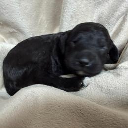 Boy 1 Chip - Parti male Goldendoodle puppy in Kearneysville, West Virginia from Daydreamer
