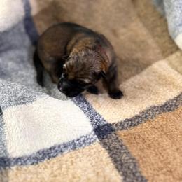 A1-9 Sable Boy - Sable male German Shepherd puppy in Lincoln, California from Valor-K9s
