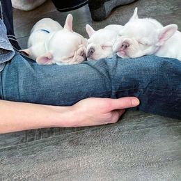 French Bulldog Puppies from Haas Frenchies LLC
