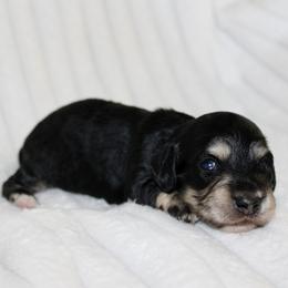 Collins - Black and cream male Dachshund puppy in Fairfax, Iowa from Grayson’s Lovable Dachshunds