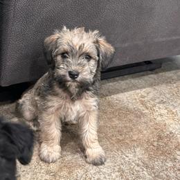 Diamond - Wheaten female Miniature Schnauzer puppy in Lebanon, Oregon from LJ Mini Schnauzers