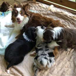 Miniature Australian Shepherd Puppies from Noble Custom Mini and Toy Aussies