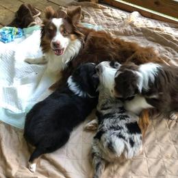 Miniature Australian Shepherd Puppies from Noble Custom Mini and Toy Aussies