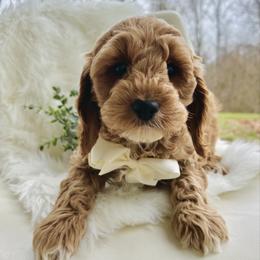 Tate - Red and white male Cockapoo puppy in Lucas, Ohio from Willow Lane Puppy